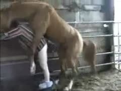 Horse xxx fucking the ass of caretaker